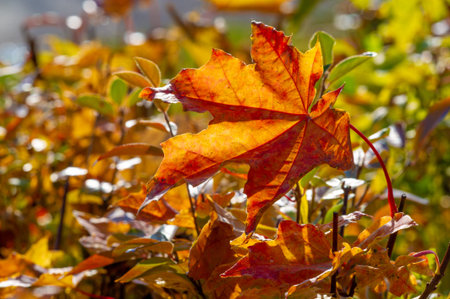 Autumn maple leaf, a flattened structure of a higher plant, similar to a blade that attaches...