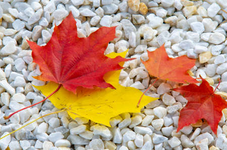 Autumn maple leaf, a flattened structure of a higher plant, similar to a blade that attaches directly to the stem or through the stem. Leaves are the main organs of photosynthesis and transpirationの写真素材