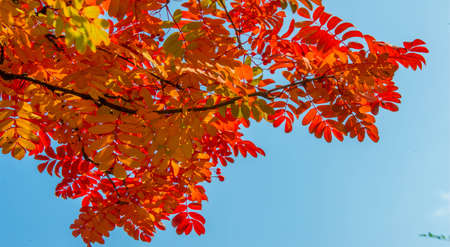 Autumn landscape photography, mountain ash in full beauty, illuminated by the colors of autumn. A tree with fruits in the form of a bunch of orange-red berries, as well as the most berriesの写真素材