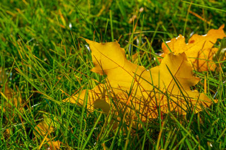 Autumn maple leaf, a flattened structure of a higher plant, similar to a blade that attaches directly to the stem or through the stem. Leaves are the main organs of photosynthesis and transpirationの写真素材