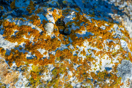 Autumn landscape, texture,  moss-covered granite stone, a small colorless green plant that does not have real roots, growing on low carpets or rounded pillows in humid placesの写真素材