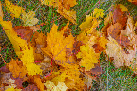 Autumn maple leaf, a flattened structure of a higher plant, similar to a blade that attaches...