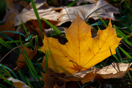 Autumn maple leaf, a flattened structure of a higher plant, similar to a blade that attaches...