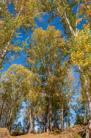 Autumn landscape photography, Colorful leaves on the trees of the autumn pore, the magic created by nature, the tree of life, beautiful places, the magical forestの写真素材