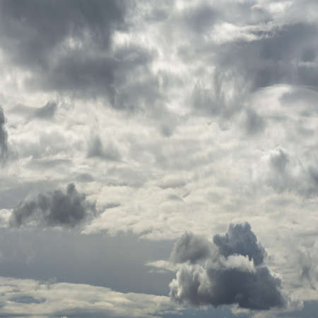 Wildlife photography. Cumulus clouds are clouds that have flat bases and are often described as âpuffyâ, âcotton-likeâ or âfluffyâ in appearance.の写真素材