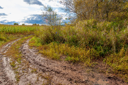 Corn a North American cereal plant that yields large grains, or kernels, set in rows on a cob. Its many varieties yield numerous products, highly valued for both human and livestock consumption.の写真素材