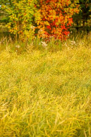 Summer landscape of rapeseed. Sunrise sunset. rapeseed seeds, used mainly for oil. ripening period