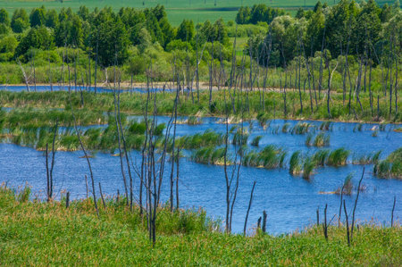 summer photography, a river overgrown with reeds, blue sky with white clouds, blue water covered...
