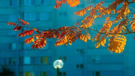 Photo of the autumn landscape. Bunches of red mountain ash on the background of bright beautiful...