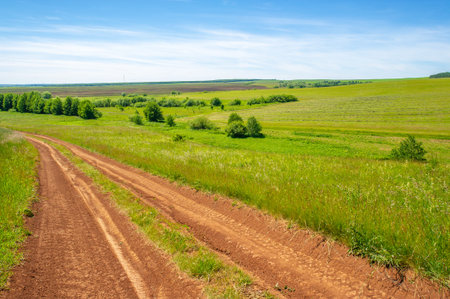 summer landscape, dirt road from black soil, blue cloudless sky, green wheat, a walk along the...