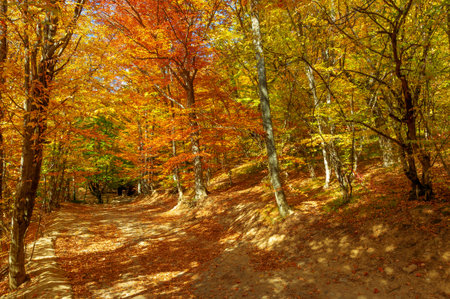 Photos of the Crimean peninsula in the fall, beech hornbeam forest. It grows at an altitude of...