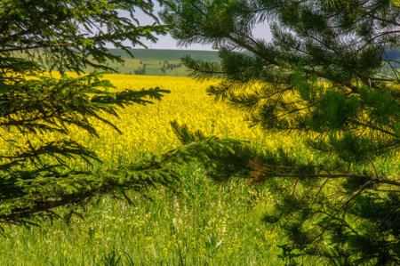 Rapeseed (Brassica napus subsp. Napus) with bright yellow flowering, cultivated thanks to oil-rich...