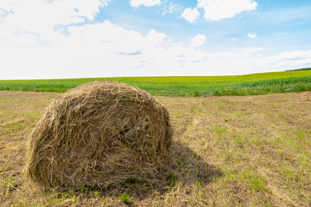 Summer landscape, haymaking, hayfields are huge round bales of hay. This is a compact way to store...