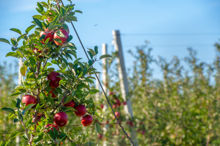 Photo of farmland, apple orchard, control trees with sorted red apples