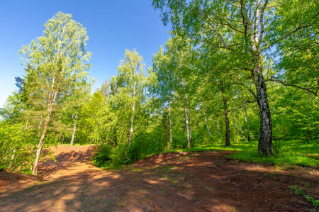 Photo spring, pine, birch, mixed forest, forest road after the rain, wildflowers