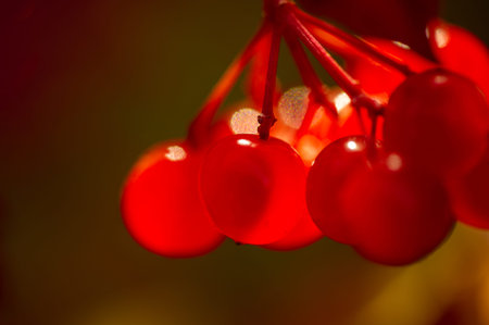 blurry photo, shallow depth of field. Autumn red viburnum, Its modern classification is based on...