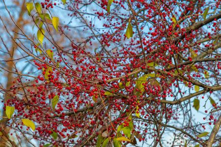 Autumn photography, leaves in the fall, At this time of the year the trees seem to come to life,...