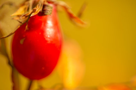 blurry photo, shallow depth of field. Rose hips contain a large amount of antioxidants, mainly polyphenols and ascorbic acid, as well as carotenoids and vitamins B and E.の写真素材