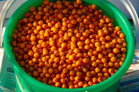 Fair farm gifts in all their splendor, watermelons, melons, pumpkins, grapes, apples, peppers,...