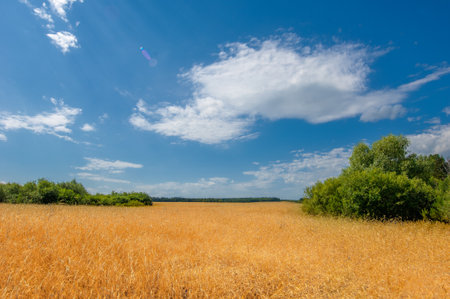 Summer landscape. Wheat on the cob at the ripening stage. Cob ripe barley in a field, an agricultural field on which grow up cerealsの写真素材