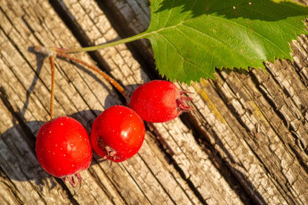 blurry photo, shallow depth of field. Hawthorn is a thorny shrub or tree of the pink family with...