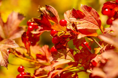 blurry photo, shallow depth of field. Autumn red viburnum, Its modern classification is based on molecular phylogeny. It was previously included in the Honeysuckle family Caprifoliaceae.の写真素材