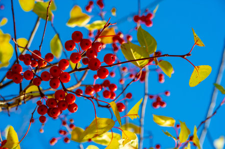 autumn landscape, sketch of autumn in the photo, yellow burgundy red leaves, summer petition, joyful...