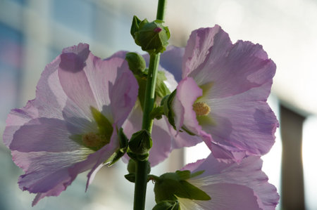 Mallow - edible in the form of leafy vegetables. Known in Turkish as ebegÃ¼meci, it is used in...