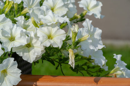 Petunia is of South American descent. A popular flower of the same name came from the French, who took the word petun, which means âtobacco,â from the Tupi language - guarani.の写真素材
