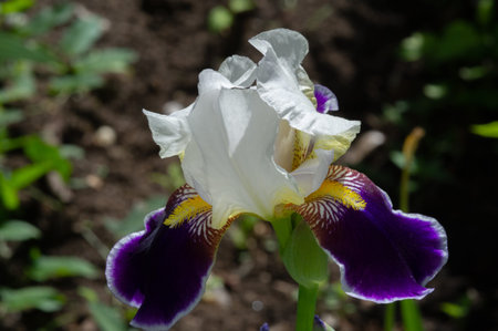 Iris Deservedly popular, it has delicate petals, slightly fragrant flowers with spectacular...