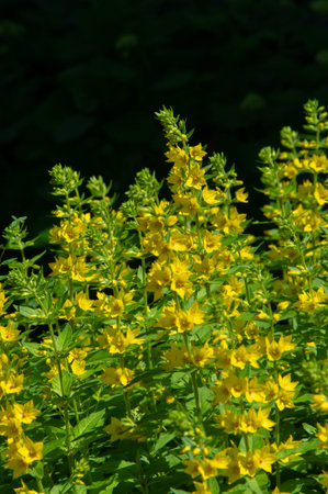 Lysimachia often have yellow flowers and grow vigorously. The clan is named after Lysimachus, the...