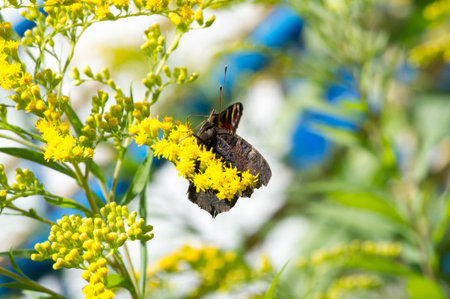 flower of Solidago commonly called goldenrods comes from North America including Mexico native to...
