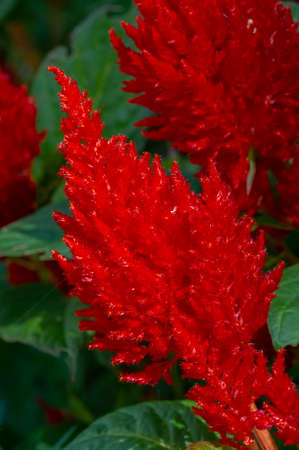 Amaranthus collectively known as amaranth, is a cosmopolitan genus of annual or short-lived...