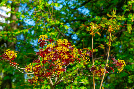 Maple flowers are green, yellow, orange or red. Some maples are a source of pollen and nectar in early spring for bees.の写真素材