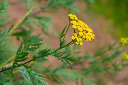 A wildflower (or wild flower) is a flower that grows in the wild, meaning it was not intentionally seeded or planted.の写真素材