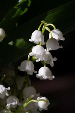 Convallaria majalis (lily of the valley), lily of the valley was used at weddings and can be very expensive. it has become a tradition in France to sell lily of the valley on International Labor Dayの写真素材