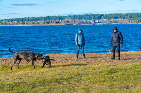 pictures of animal dogs. City beach, terrier and English mastiff are playing on the background of the waves of the blue river, 12,11,2009, Naberezhnye Chelny Russiaのeditorial素材