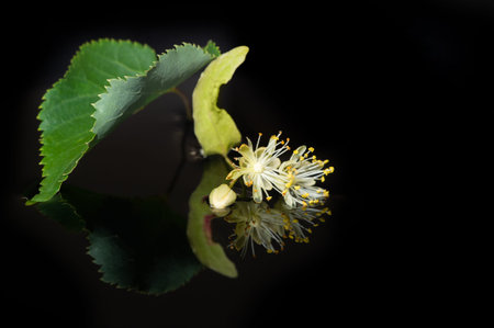 Linden flowers is a medicinal plant for the common cold. deciduous tree with heart-shaped leaves and...