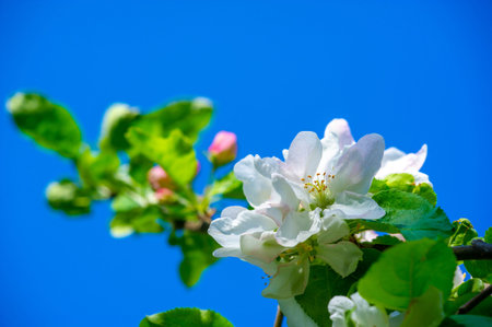 Apple tree flowers. Malus sieversii - A wild fruit that grows in the mountains of Central Asia in...