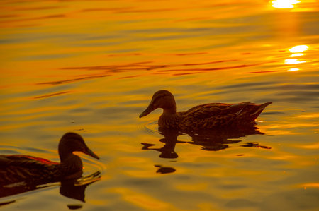 Wild mallard ducks at sunset. "Frisky ducks": they feed in the water, lean forward and graze on underwater plants. They hardly dive. They can be very tame especially in city ponds.の写真素材