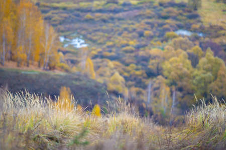 River floodplain autumn landscape. Yellow-orange paints. Birch, willow, hazel and whitish grass are prepared for wintering.の写真素材