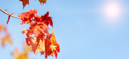 Beautiful maple leaves in autumn sunny day in foreground and blurry background in Kyushu, Japan. No...