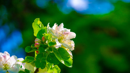 Apple tree flowers. Malus sieversii - A wild fruit that grows in the mountains of Central Asia in...
