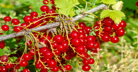 Food Berry. Redcurrant or redcurrant (Ribes rubrum) is a member of the genus Ribes in the gooseberry...