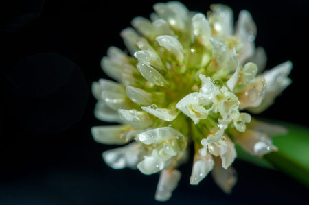 Trifolium meadowsweet, is a herbaceous species of flowering plants in the legume family Fabaceae,...