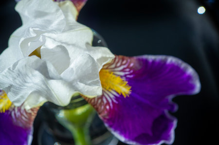 The name iris is the Greek word for rainbow For the Greeks, the rainbow personified the beautiful...