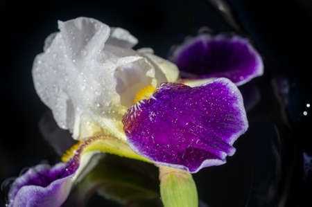 The name iris is the Greek word for rainbow For the Greeks, the rainbow personified the beautiful swift goddess Iris Zeus and the messenger of Hera, whose path between heaven and earth was a rainbowの写真素材