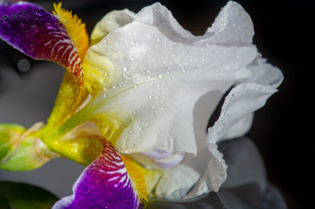 The name iris is the Greek word for rainbow For the Greeks, the rainbow personified the beautiful...