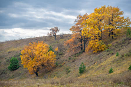 Autumn landscape photography. The European part of the land, fields, meadows, groves in autumn yellow tones. harsh gloomy gray sky in thick cloudsの写真素材