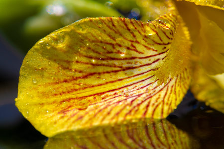 iris, fleur-de-lis, flower-de-luce, flag. Flower B inflorescences in the form of a fan. They grow on...